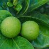 bergamot benefits blog - a bunch of bergamots