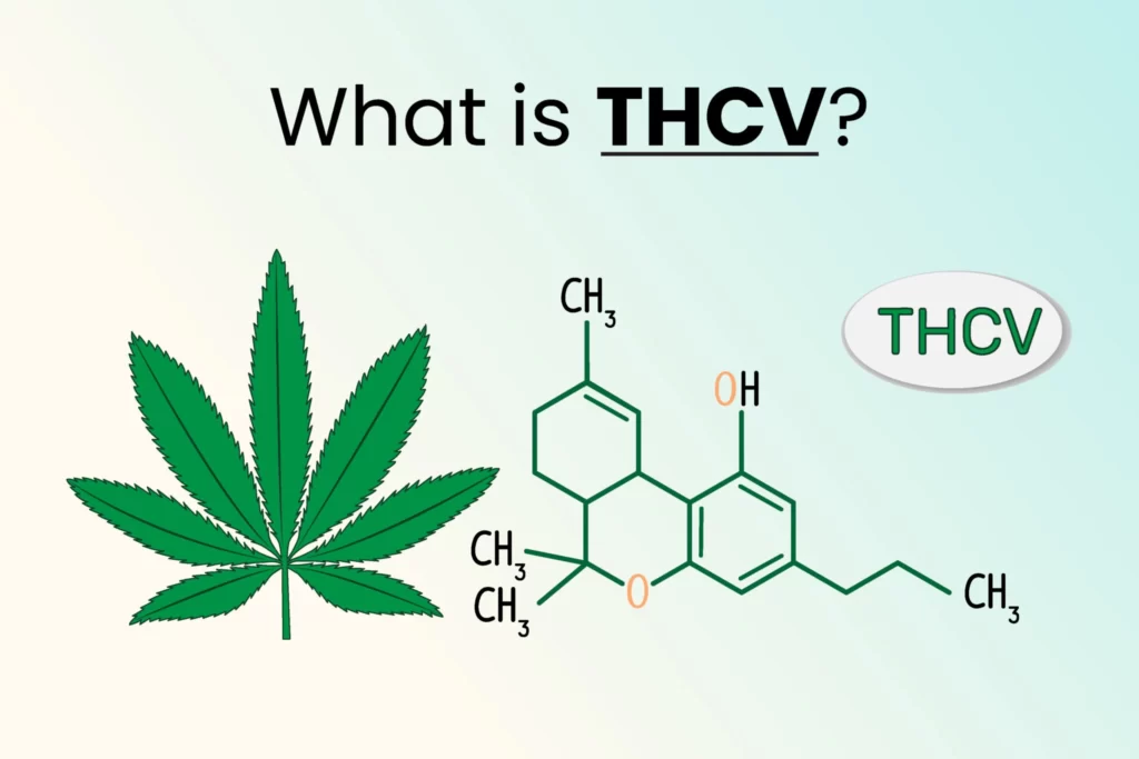 thcv for weight loss